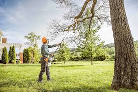 Tree and Shrub Care in Diberville, MS