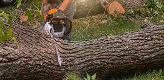 Best Tree Maintenance Programs  in Diberville, MS