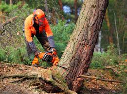 Trusted Diberville, MS Tree Care Experts