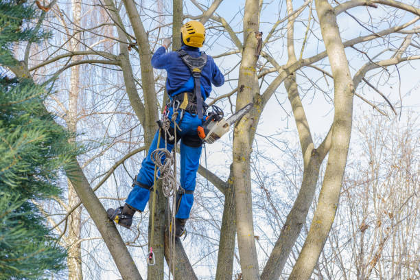 Best Storm Damage Tree Cleanup  in Diberville, MS