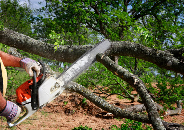 Best Palm Tree Trimming  in Diberville, MS